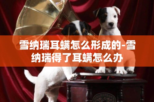 雪納瑞耳螨怎么形成的-雪納瑞得了耳螨怎么辦