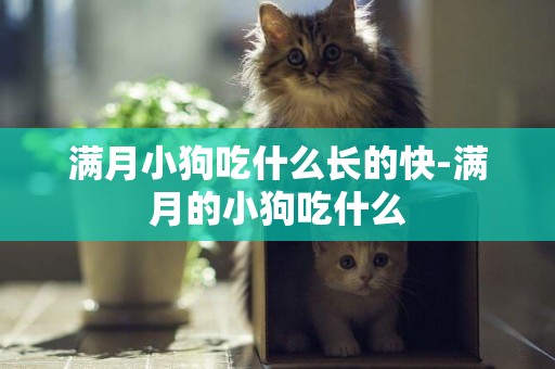 滿月小狗吃什么長的快-滿月的小狗吃什么