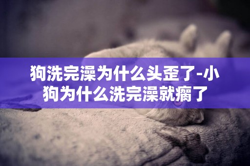 狗洗完澡為什么頭歪了-小狗為什么洗完澡就瘸了