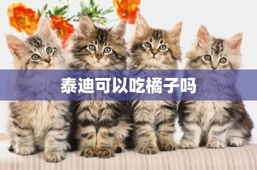 泰迪可以吃橘子嗎