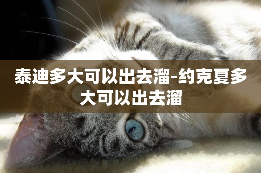 泰迪多大可以出去溜-約克夏多大可以出去溜