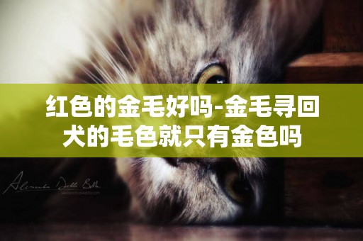 紅色的金毛好嗎-金毛尋回犬的毛色就只有金色嗎