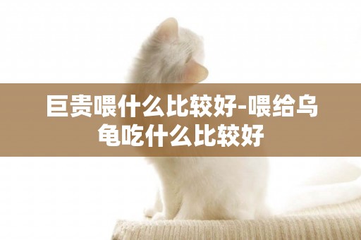 巨貴喂什么比較好-喂給烏龜吃什么比較好