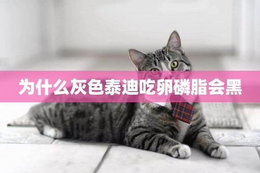 為什么灰色泰迪吃卵磷脂會黑