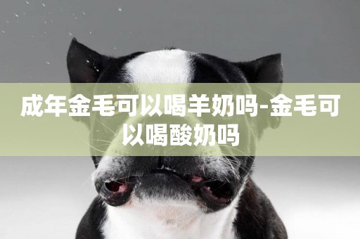 成年金毛可以喝羊奶嗎-金毛可以喝酸奶嗎