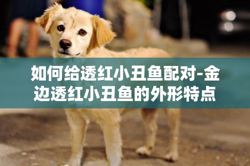 如何給透紅小丑魚配對-金邊透紅小丑魚的外形特點