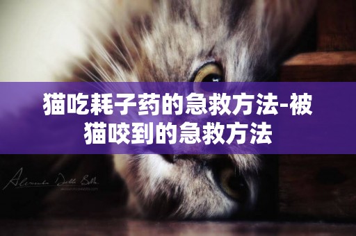 貓吃耗子藥的急救方法-被貓咬到的急救方法