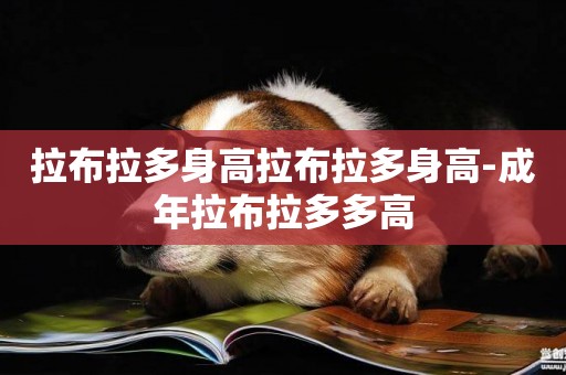 拉布拉多身高拉布拉多身高-成年拉布拉多多高