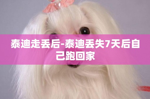 泰迪走丟后-泰迪丟失7天后自己跑回家