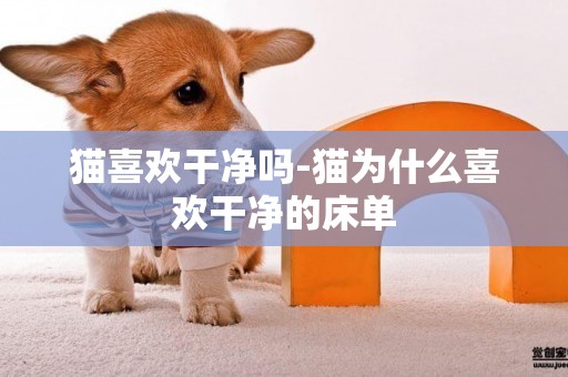 貓喜歡干凈嗎-貓為什么喜歡干凈的床單