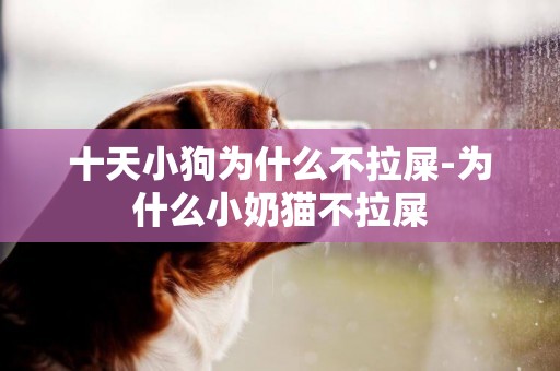 十天小狗為什么不拉屎-為什么小奶貓不拉屎