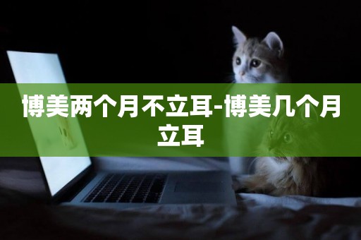 博美兩個月不立耳-博美幾個月立耳