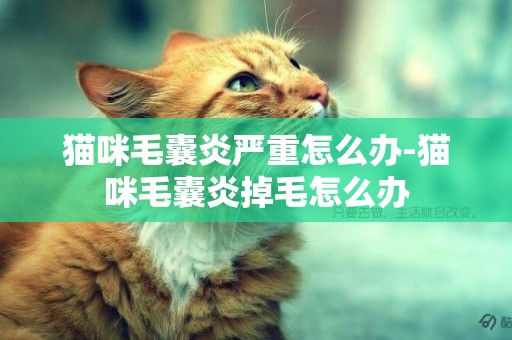 貓咪毛囊炎嚴重怎么辦-貓咪毛囊炎掉毛怎么辦