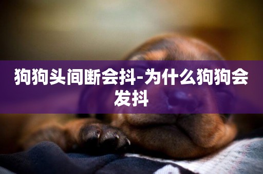 狗狗頭間斷會抖-為什么狗狗會發抖