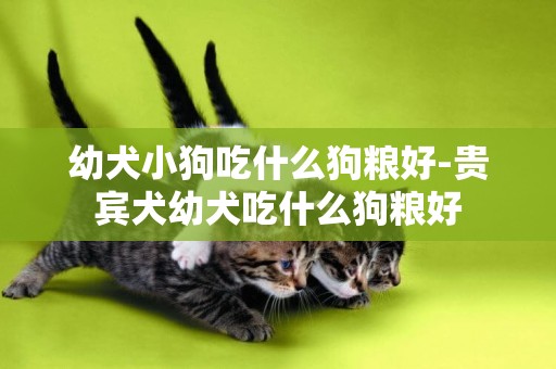 幼犬小狗吃什么狗糧好-貴賓犬幼犬吃什么狗糧好