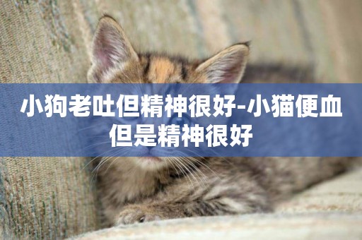 小狗老吐但精神很好-小貓便血但是精神很好
