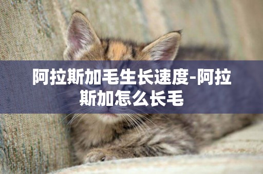 阿拉斯加毛生長速度-阿拉斯加怎么長毛