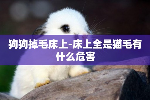 狗狗掉毛床上-床上全是貓毛有什么危害