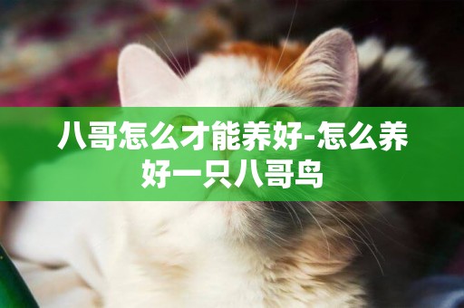 八哥怎么才能養好-怎么養好一只八哥鳥