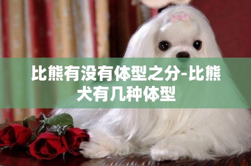 比熊有沒有體型之分-比熊犬有幾種體型