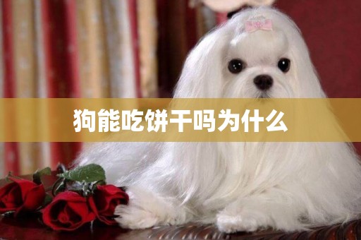 狗能吃餅干嗎為什么