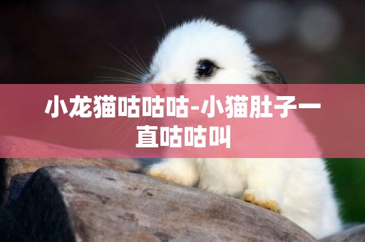 小龍貓咕咕咕-小貓肚子一直咕咕叫