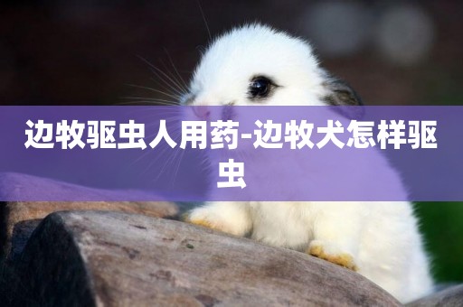 邊牧驅蟲人用藥-邊牧犬怎樣驅蟲