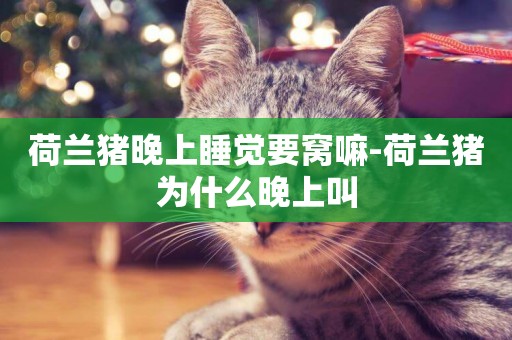 荷蘭豬晚上睡覺要窩嘛-荷蘭豬為什么晚上叫