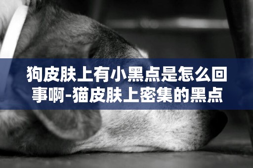 狗皮膚上有小黑點是怎么回事啊-貓皮膚上密集的黑點是怎么回事