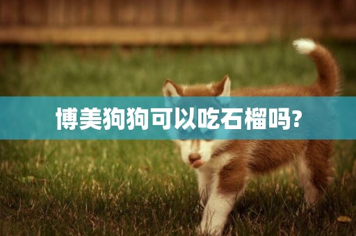 博美狗狗可以吃石榴嗎?