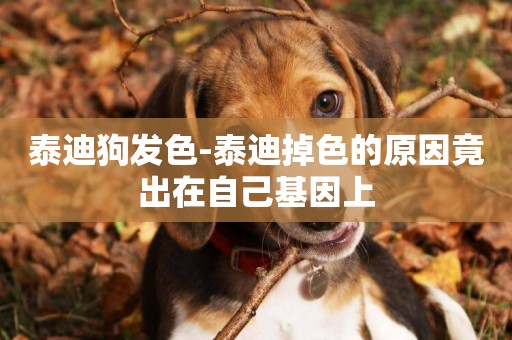 泰迪狗發色-泰迪掉色的原因竟出在自己基因上
