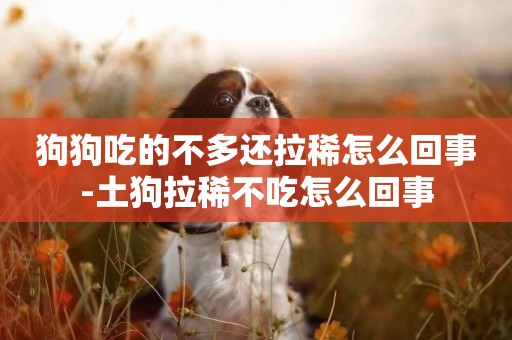 狗狗吃的不多還拉稀怎么回事-土狗拉稀不吃怎么回事