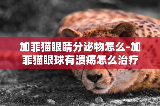 加菲貓眼睛分泌物怎么-加菲貓眼球有潰瘍怎么治療