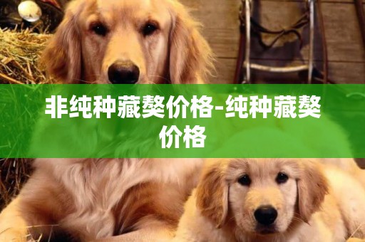 非純種藏獒價格-純種藏獒價格