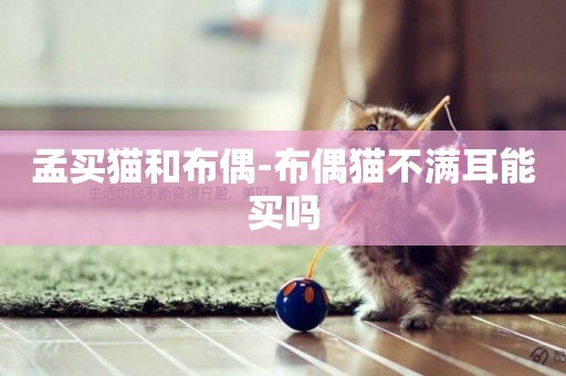 孟買貓和布偶-布偶貓不滿耳能買嗎