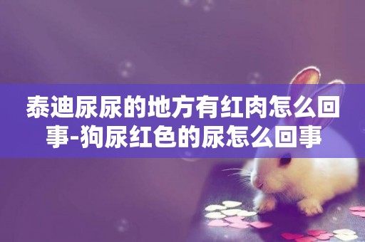 泰迪尿尿的地方有紅肉怎么回事-狗尿紅色的尿怎么回事