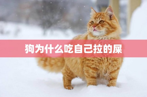 狗為什么吃自己拉的屎