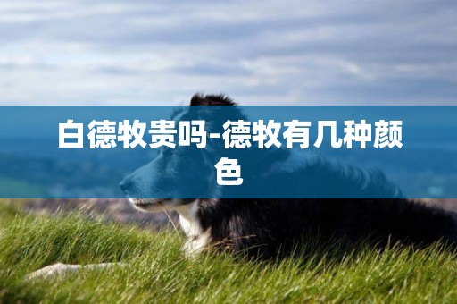 白德牧貴嗎-德牧有幾種顏色