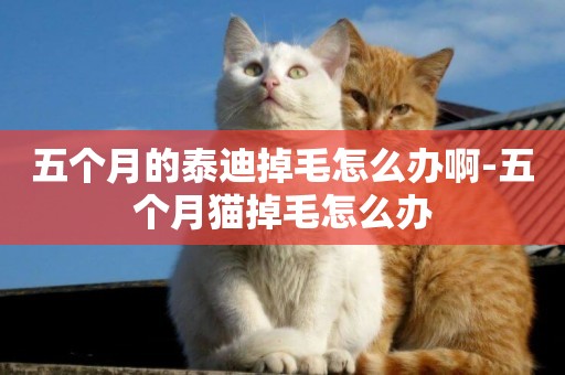 五個月的泰迪掉毛怎么辦啊-五個月貓掉毛怎么辦