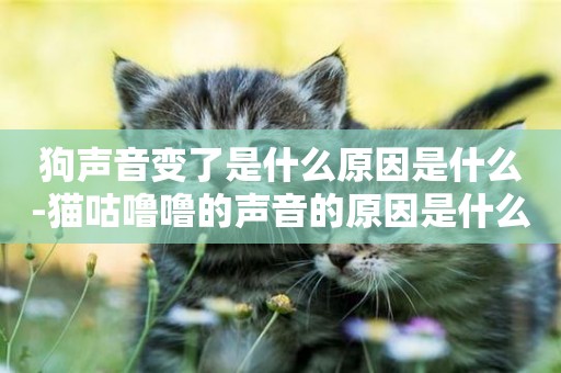 狗聲音變了是什么原因是什么-貓咕嚕嚕的聲音的原因是什么