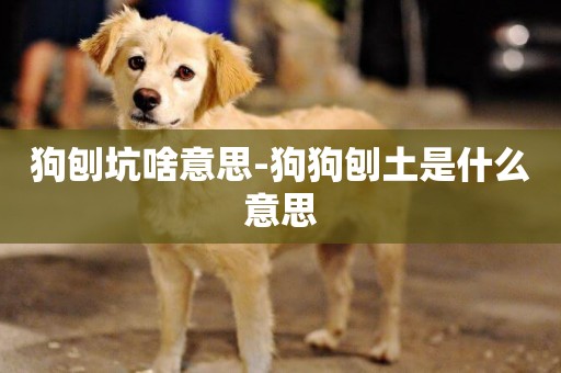 狗刨坑啥意思-狗狗刨土是什么意思