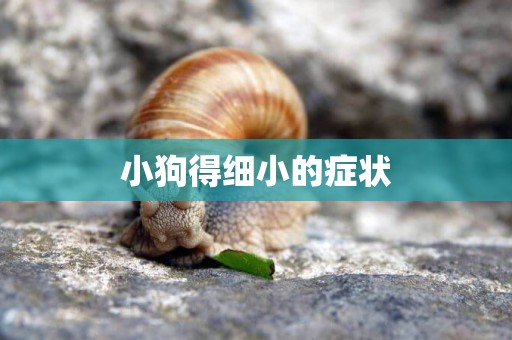 小狗得細小的癥狀