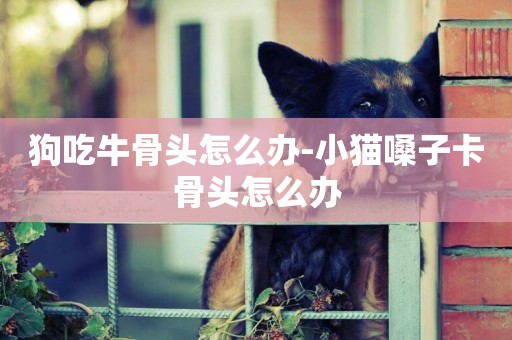 狗吃牛骨頭怎么辦-小貓嗓子卡骨頭怎么辦