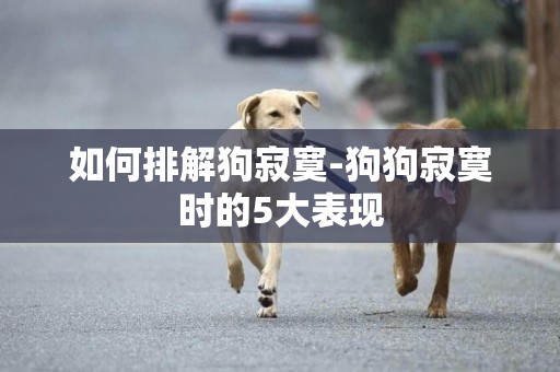 如何排解狗寂寞-狗狗寂寞時的5大表現