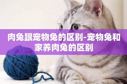 肉兔跟寵物兔的區別-寵物兔和家養肉兔的區別