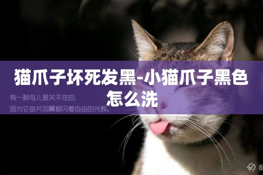 貓爪子壞死發黑-小貓爪子黑色怎么洗