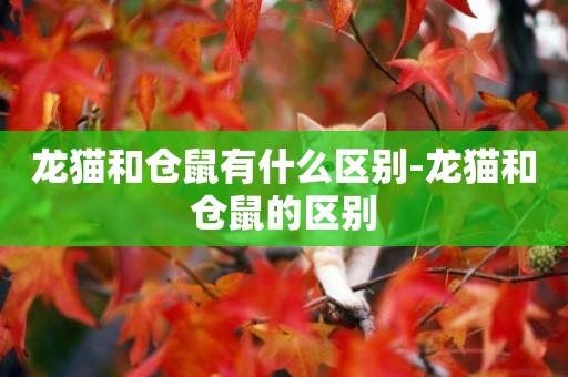 龍貓和倉鼠有什么區別-龍貓和倉鼠的區別