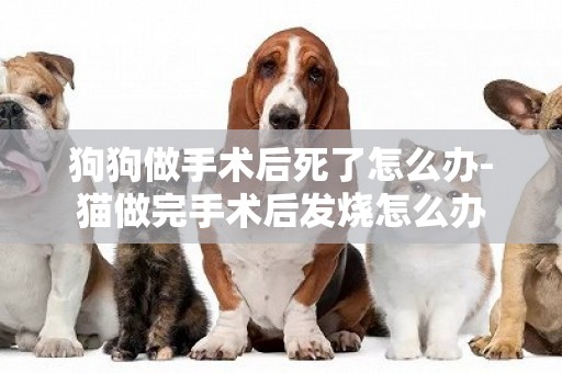 狗狗做手術后死了怎么辦-貓做完手術后發燒怎么辦