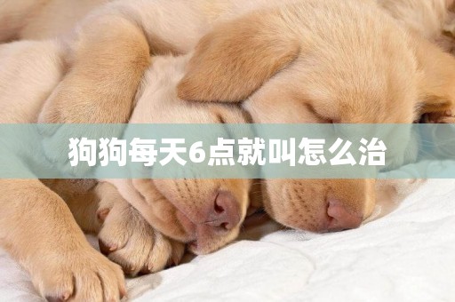 狗狗每天6點就叫怎么治
