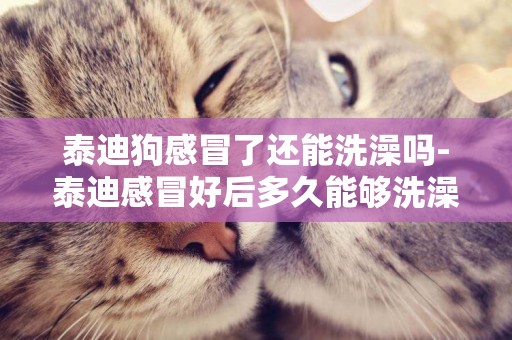 泰迪狗感冒了還能洗澡嗎-泰迪感冒好后多久能夠洗澡